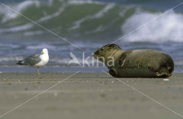 Gewone zeehond (Phoca vitulina)