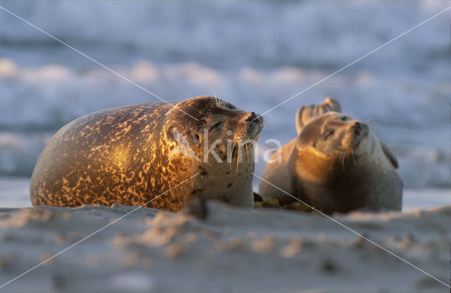 Gewone zeehond (Phoca vitulina)