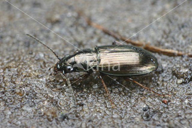Pogonus chalceus