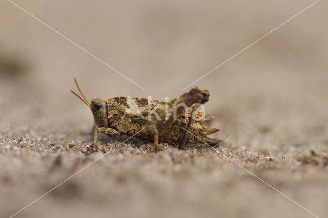 pygmy Ground-hopper (Tetrix undulata)