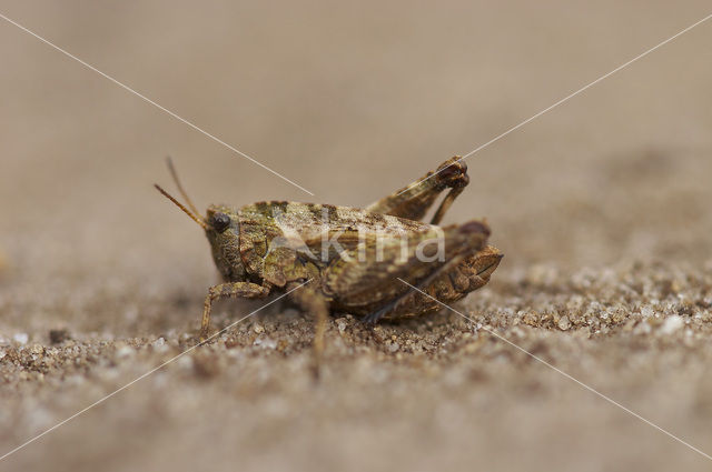 pygmy Ground-hopper (Tetrix undulata)