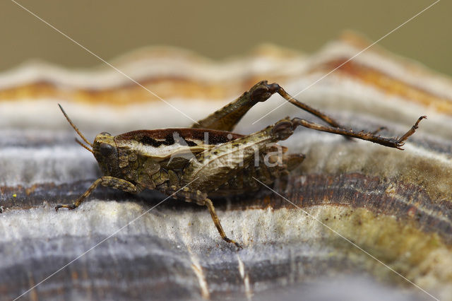 pygmy Ground-hopper (Tetrix undulata)