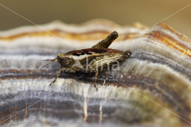 Gewoon doorntje (Tetrix undulata)