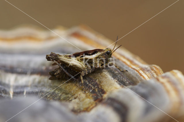 Gewoon doorntje (Tetrix undulata)