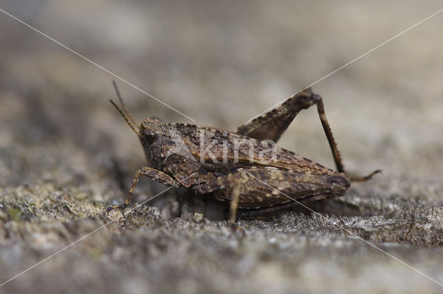 Gewoon doorntje (Tetrix undulata)