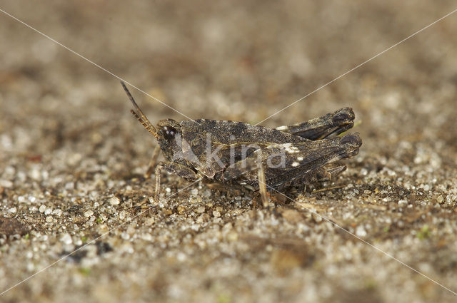 Gewoon doorntje (Tetrix undulata)