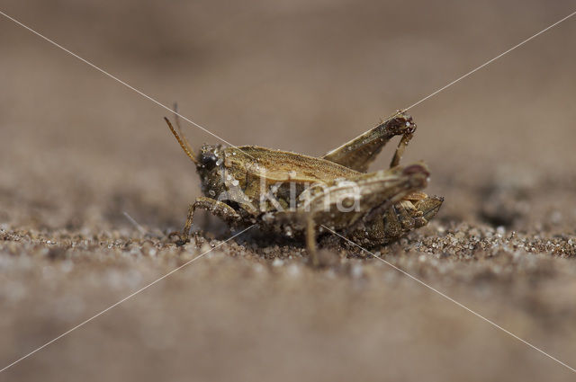 pygmy Ground-hopper (Tetrix undulata)