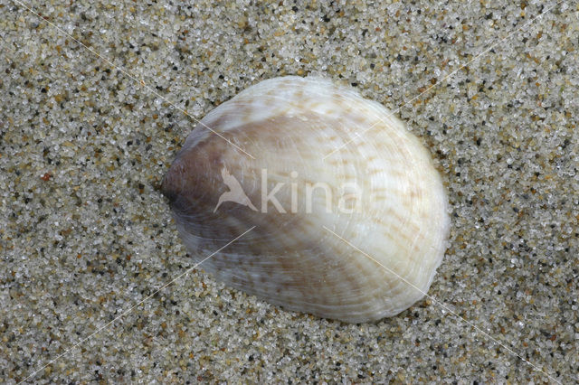 Common Atlantic Slippersnail (Crepidula fornicata)