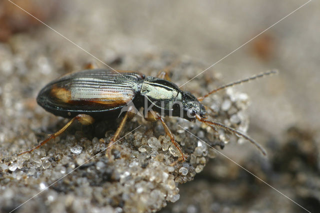 Bembidion tetracolum