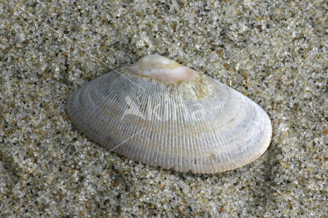 Banded Wedge-shell (Donax vittatus)