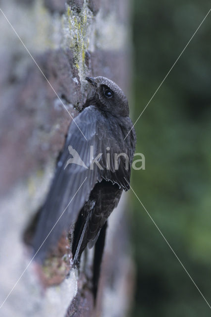 Swift (Apus apus)