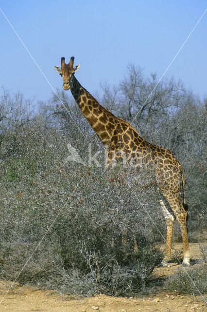 Southern giraffe (Giraffa camelopardalis)