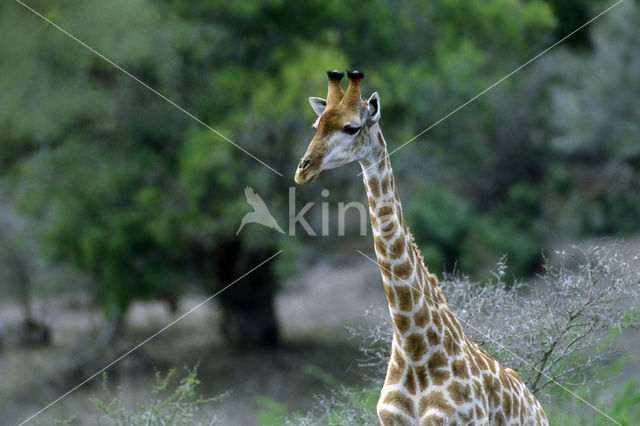 Southern giraffe (Giraffa camelopardalis)