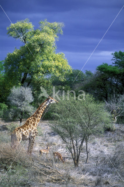 Giraffe (Giraffa camelopardalis)