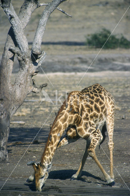 Southern giraffe (Giraffa camelopardalis)