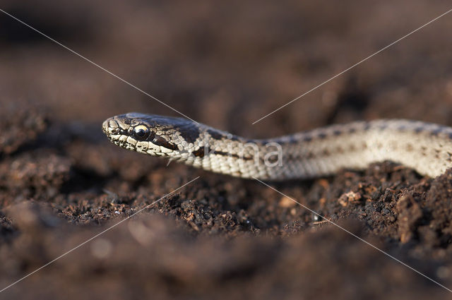 Smooth Snake (Coronella austriaca)