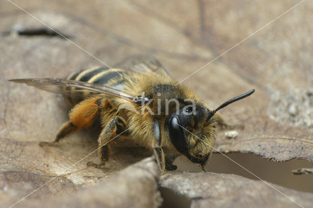 Yellow-legged Mining Bee (Andrena flavipes)