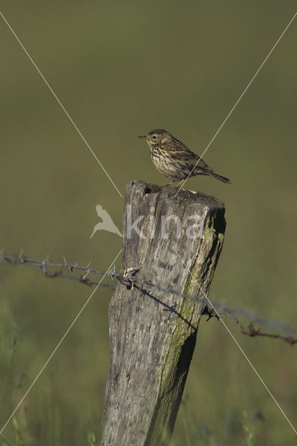 Meadow Pipit (Anthus pratensis)