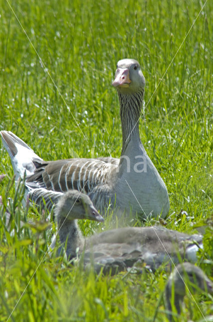 Grauwe Gans (Anser anser)