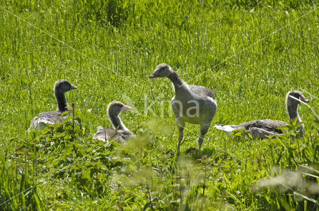 Grauwe Gans (Anser anser)