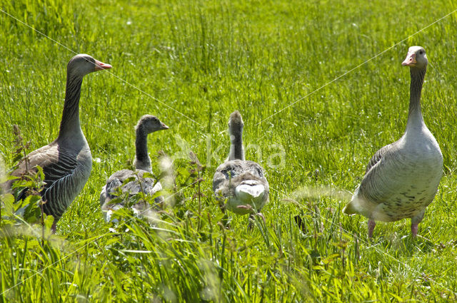 Grauwe Gans (Anser anser)