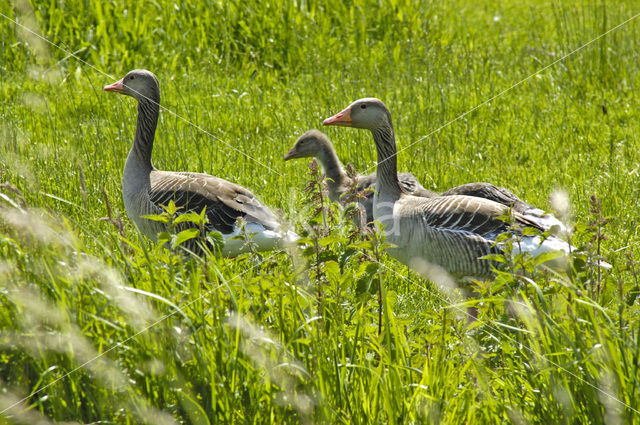 Grauwe Gans (Anser anser)