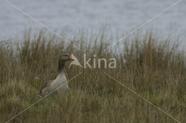 Grey Lag-Goose (Anser anser)