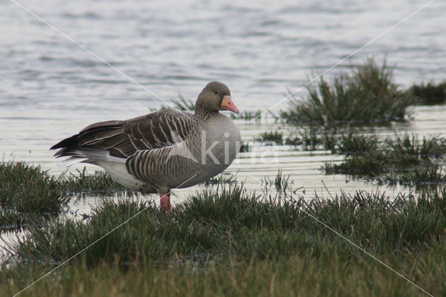 Grey Lag-Goose (Anser anser)