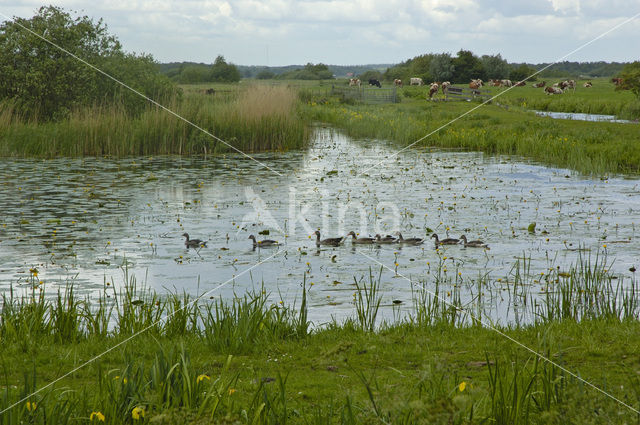 Grauwe Gans (Anser anser)