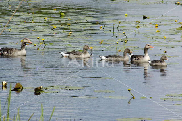 Grauwe Gans (Anser anser)