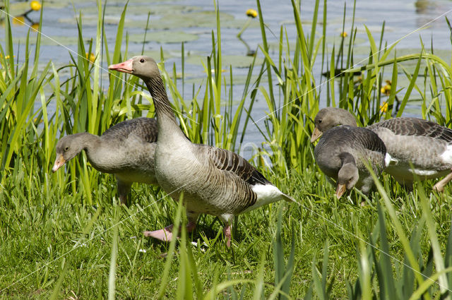 Grauwe Gans (Anser anser)