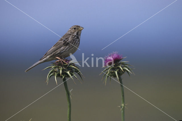 Grauwe Gors (Miliaria calandra)