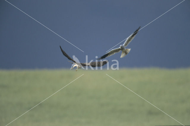 Montagu’s Harrier (Circus pygargus)