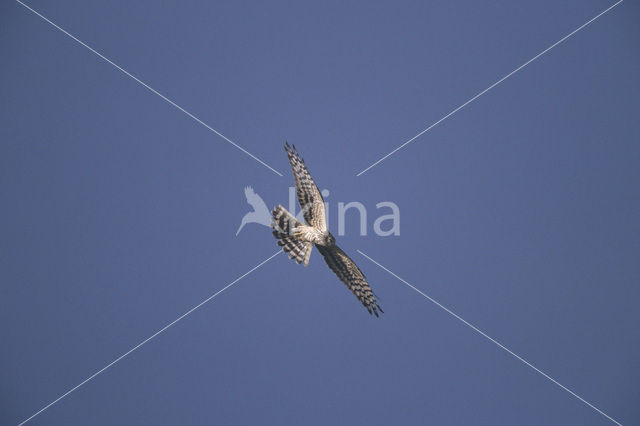 Montagu’s Harrier (Circus pygargus)