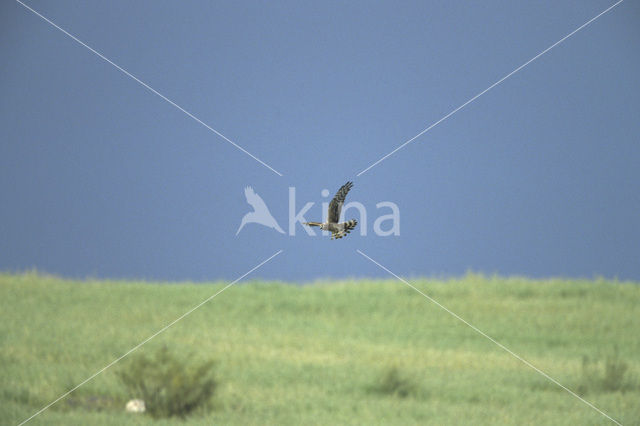 Montagu’s Harrier (Circus pygargus)