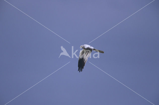 Montagu’s Harrier (Circus pygargus)