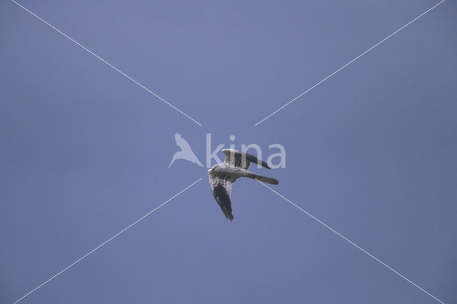 Montagu’s Harrier (Circus pygargus)