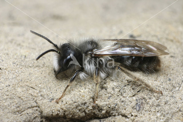 Grijze zandbij (Andrena vaga)