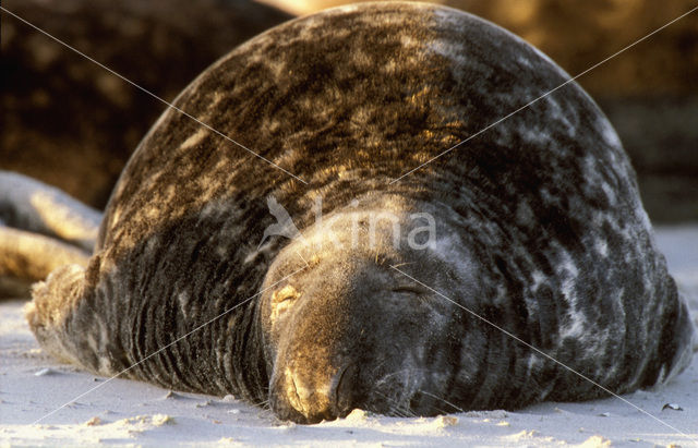 Grijze zeehond