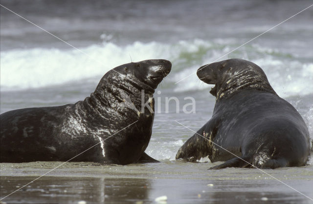 Grijze zeehond