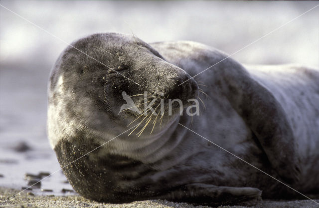 Grijze zeehond