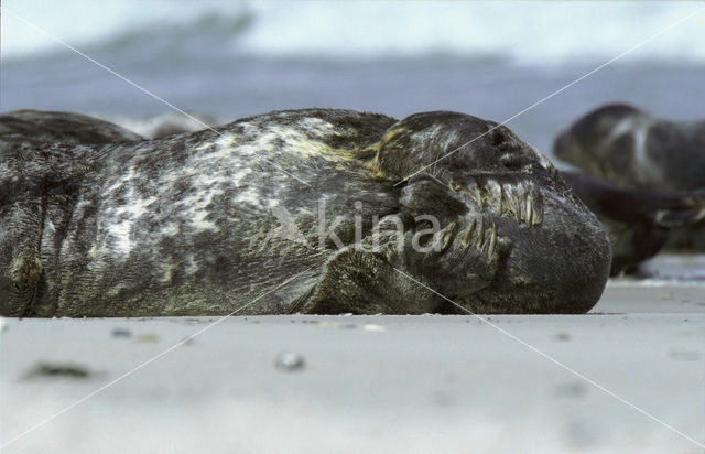 Grijze zeehond