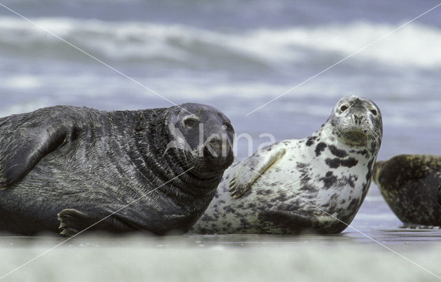 Grey Seal (Halichoerus grypus)