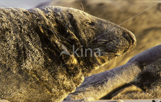 Grijze zeehond