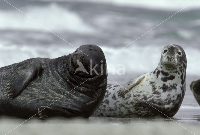 Grey Seal (Halichoerus grypus)