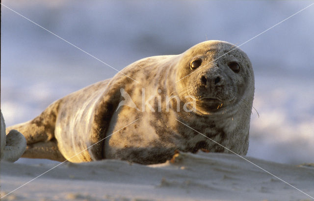 Grey Seal (Halichoerus grypus)