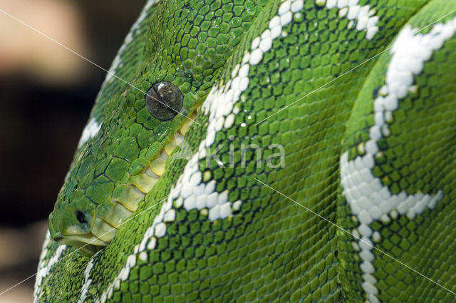 Groene boomboa