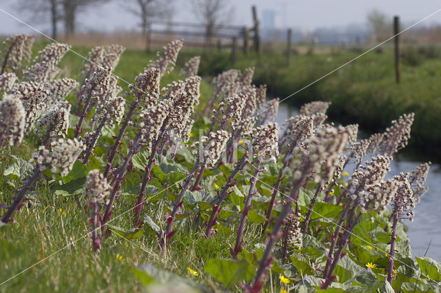 Butterbur (Petasites hybridus)