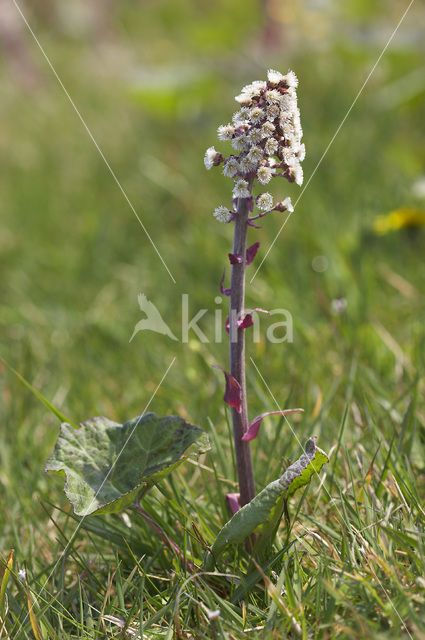 Butterbur (Petasites hybridus)