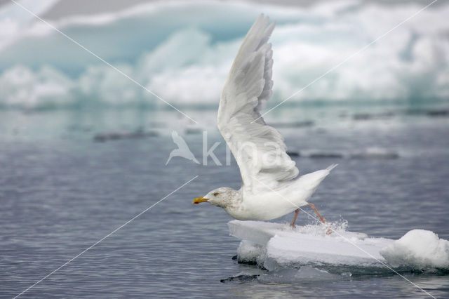 Glaucous Gull (Larus hyperboreus)